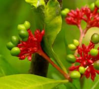 Sarpagandha (Rauwolfia Serpentina)